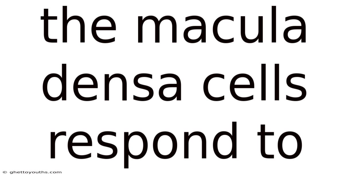 The Macula Densa Cells Respond To
