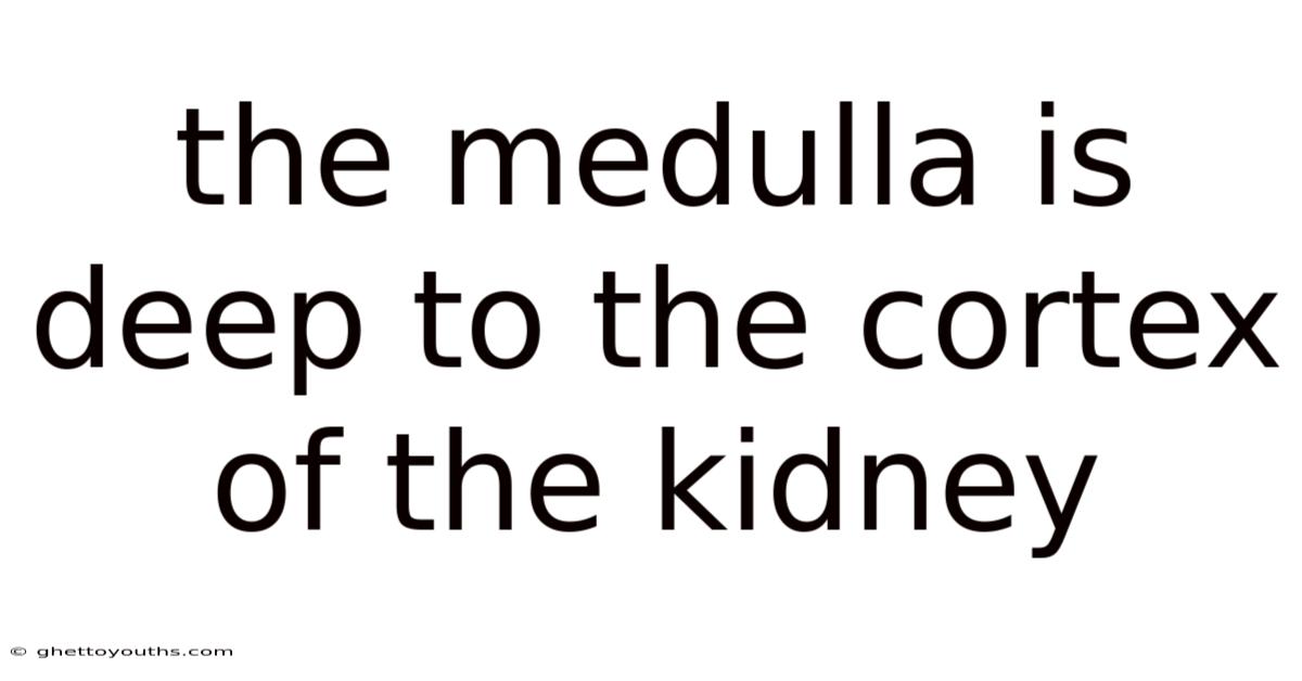 The Medulla Is Deep To The Cortex Of The Kidney