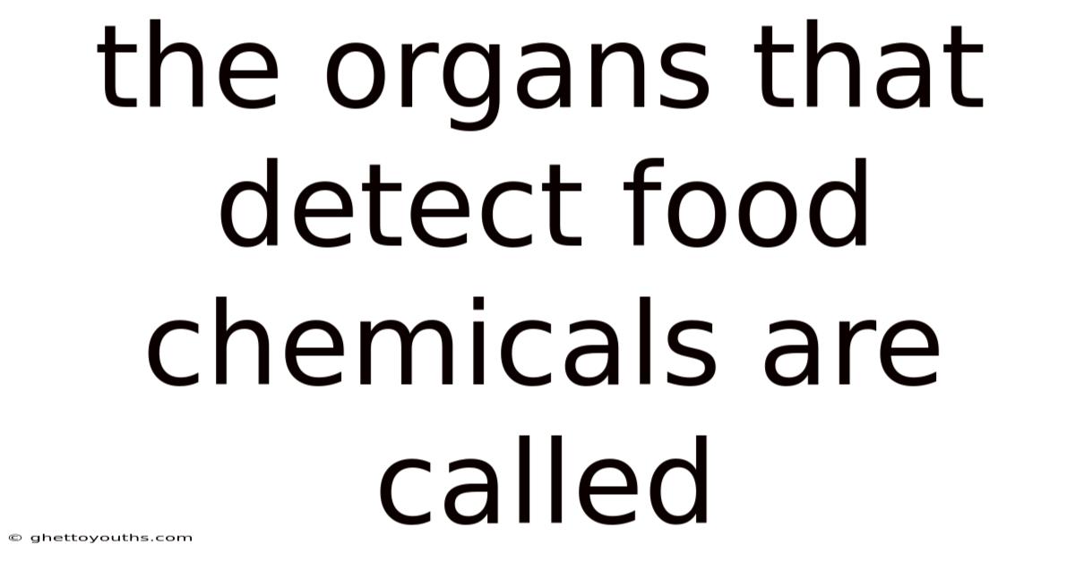 The Organs That Detect Food Chemicals Are Called