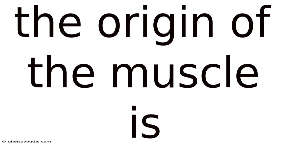 The Origin Of The Muscle Is