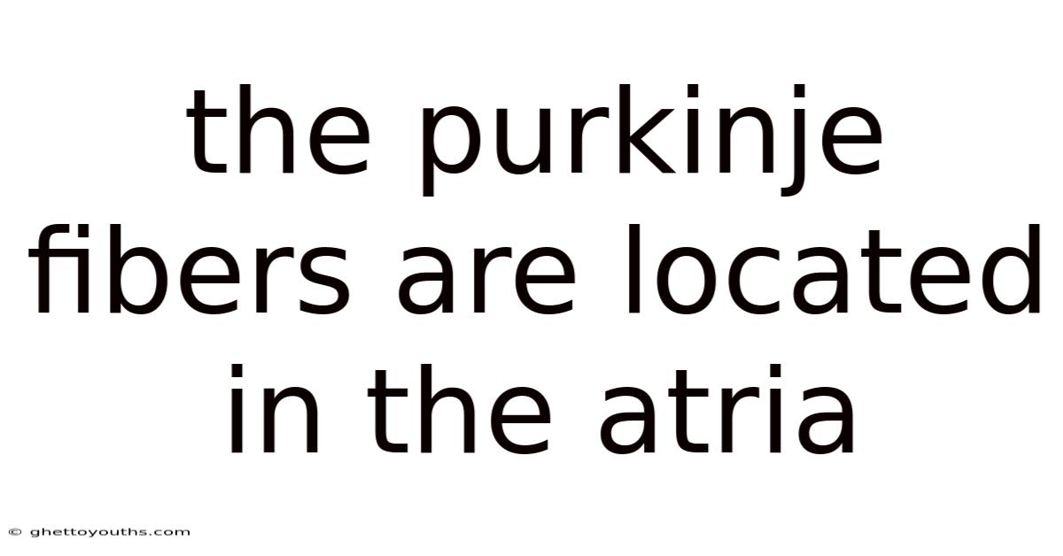 The Purkinje Fibers Are Located In The Atria