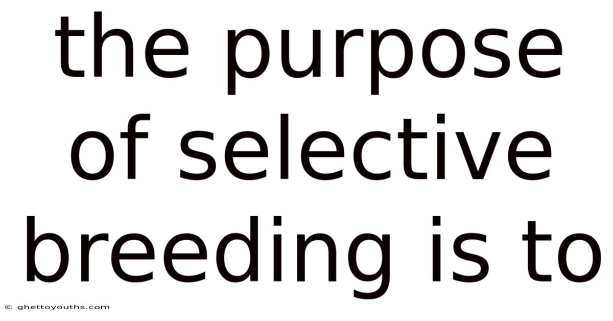The Purpose Of Selective Breeding Is To
