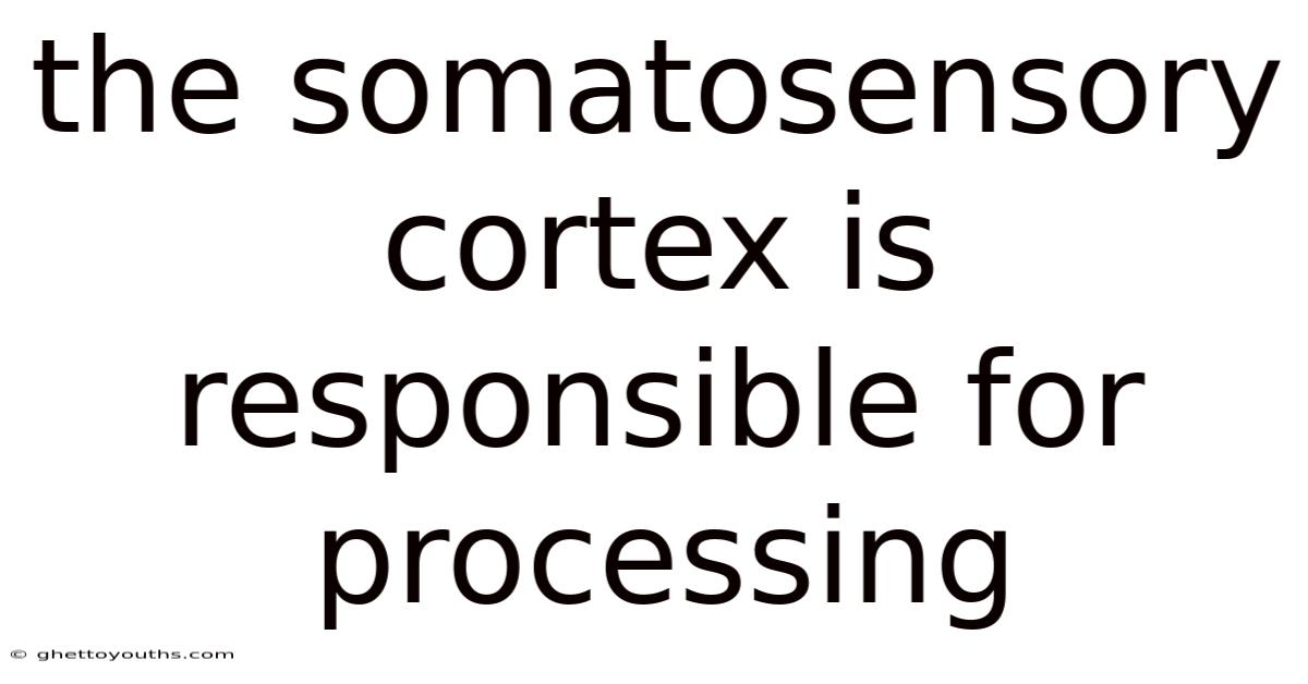 The Somatosensory Cortex Is Responsible For Processing