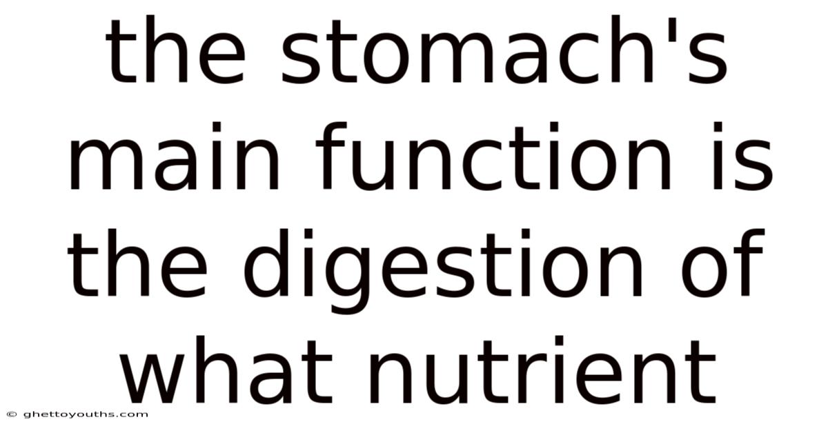The Stomach's Main Function Is The Digestion Of What Nutrient