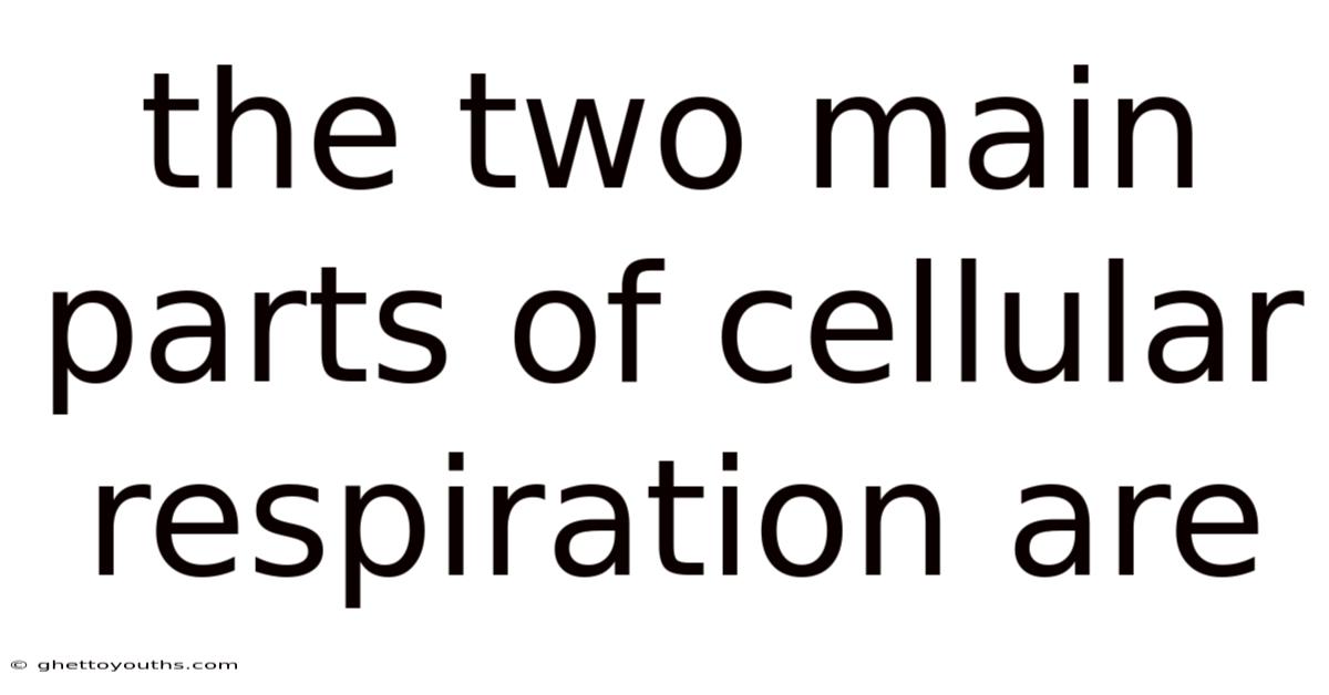 The Two Main Parts Of Cellular Respiration Are