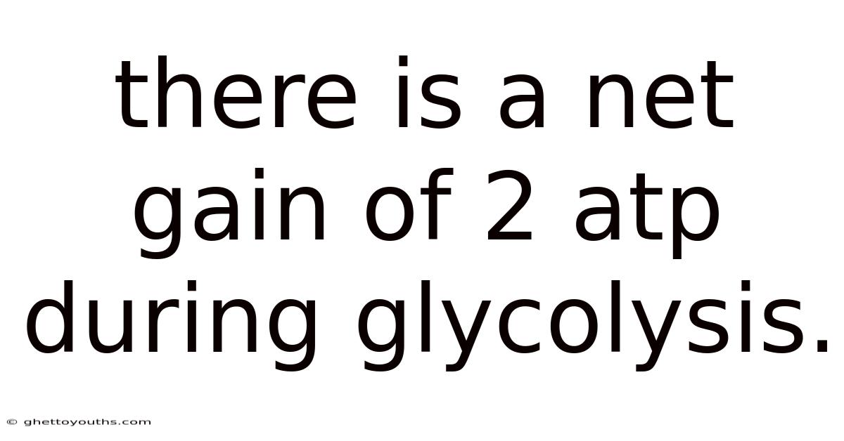There Is A Net Gain Of 2 Atp During Glycolysis.