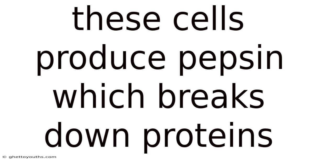 These Cells Produce Pepsin Which Breaks Down Proteins