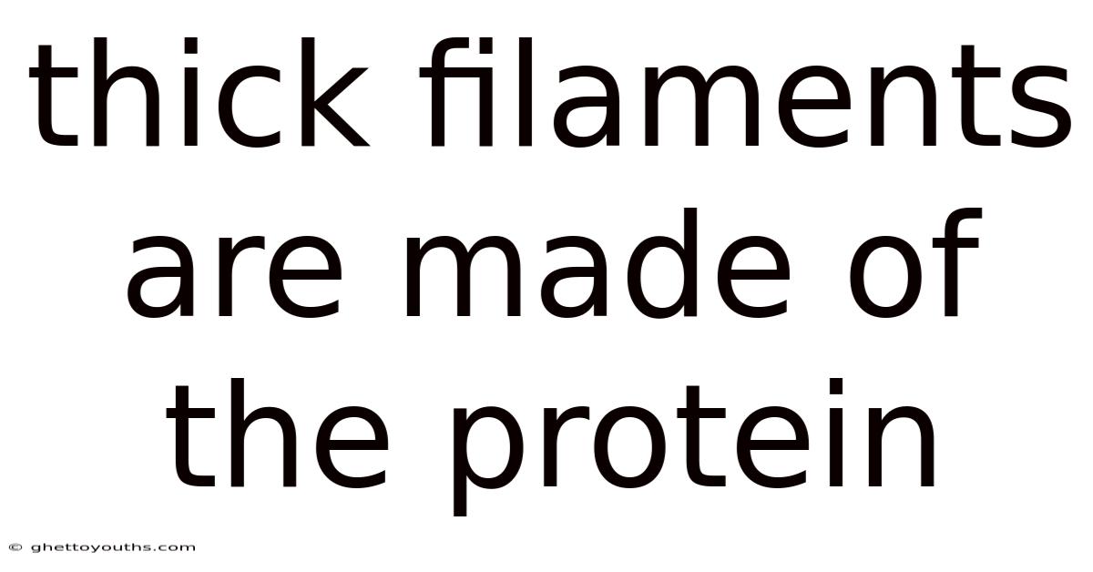 Thick Filaments Are Made Of The Protein