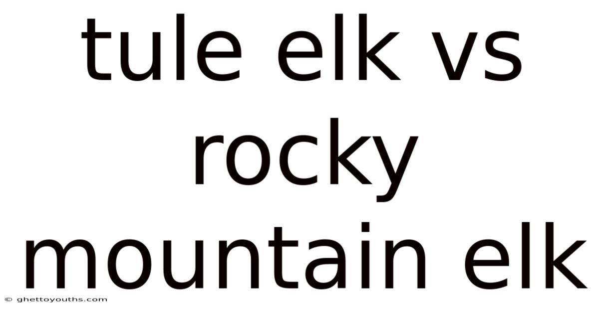 Tule Elk Vs Rocky Mountain Elk