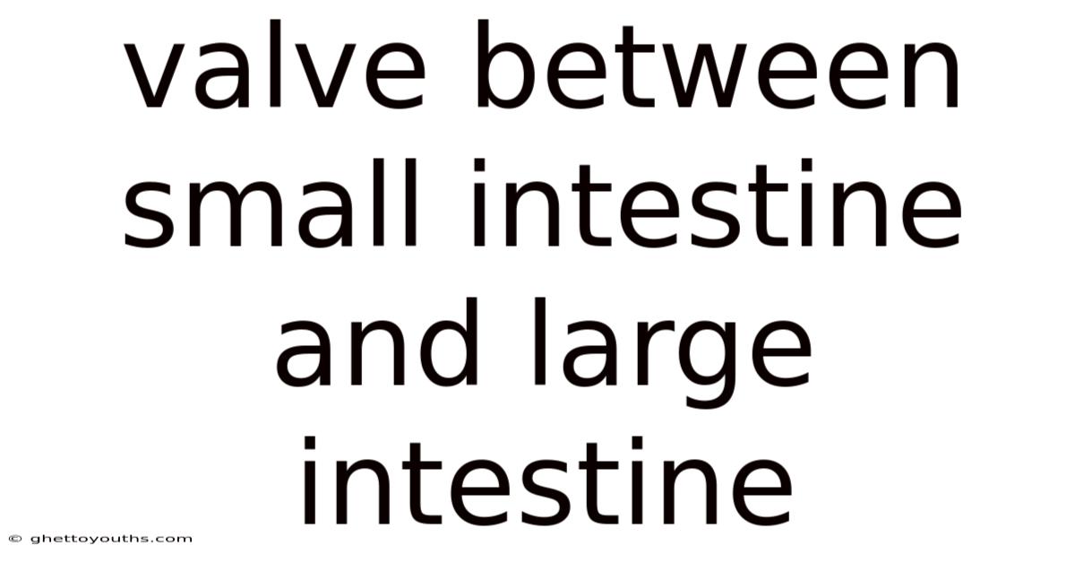 Valve Between Small Intestine And Large Intestine