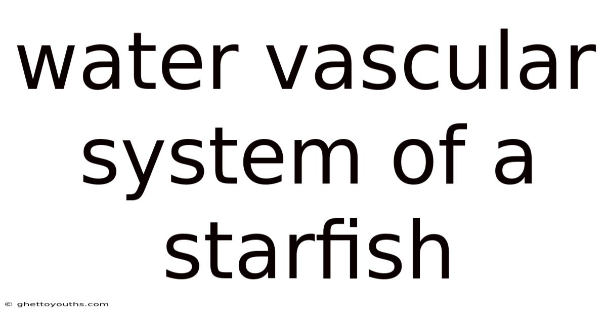 Water Vascular System Of A Starfish