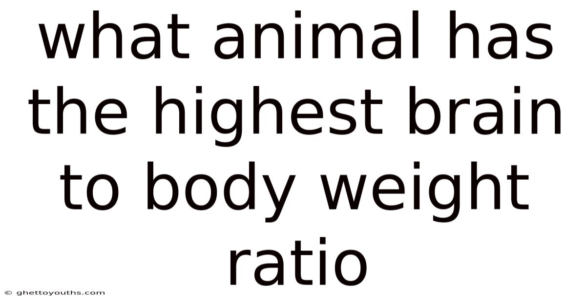 What Animal Has The Highest Brain To Body Weight Ratio