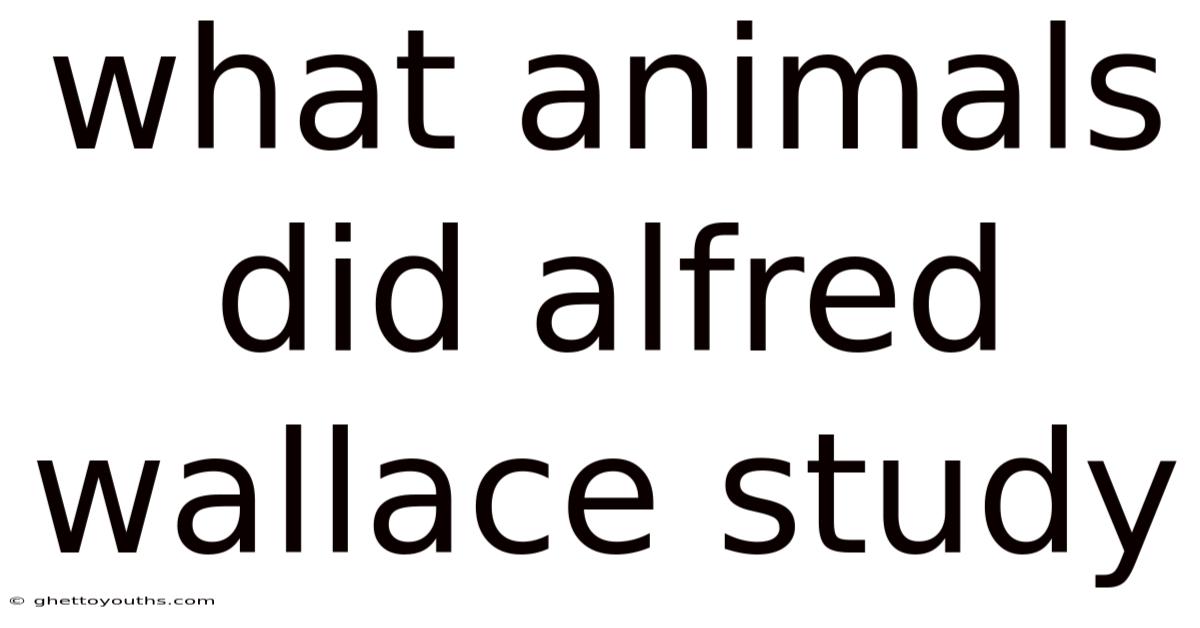 What Animals Did Alfred Wallace Study