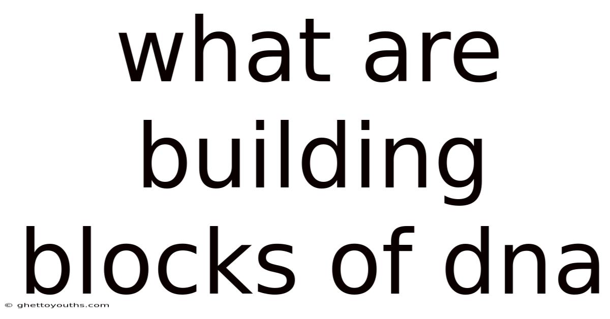 What Are Building Blocks Of Dna