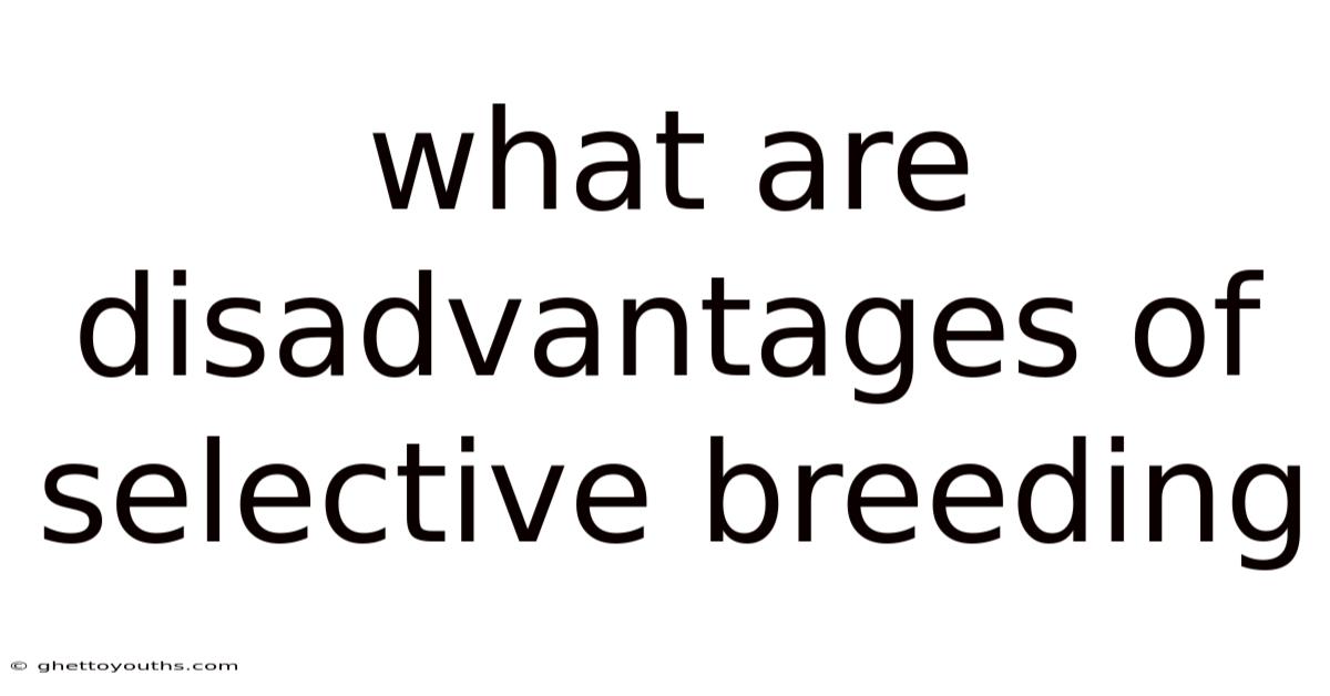What Are Disadvantages Of Selective Breeding