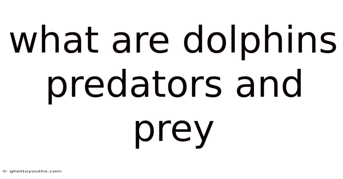 What Are Dolphins Predators And Prey