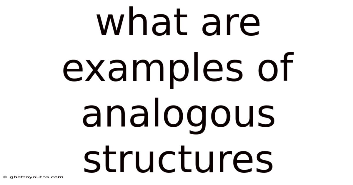 What Are Examples Of Analogous Structures