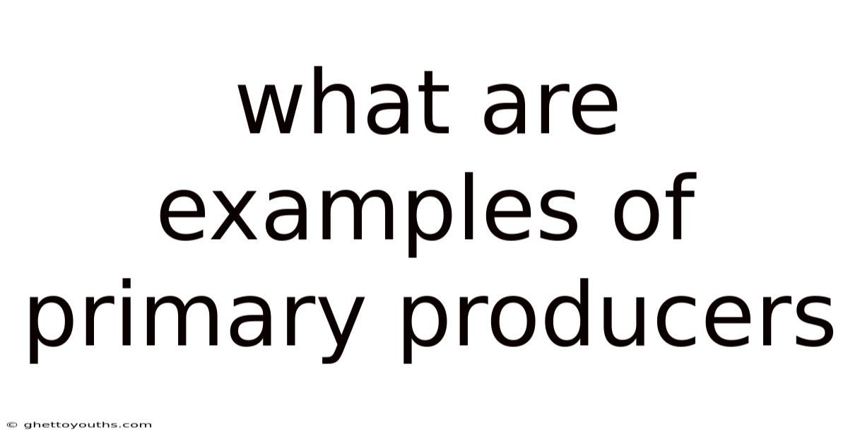 What Are Examples Of Primary Producers