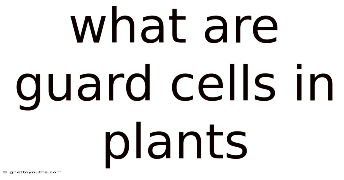 What Are Guard Cells In Plants