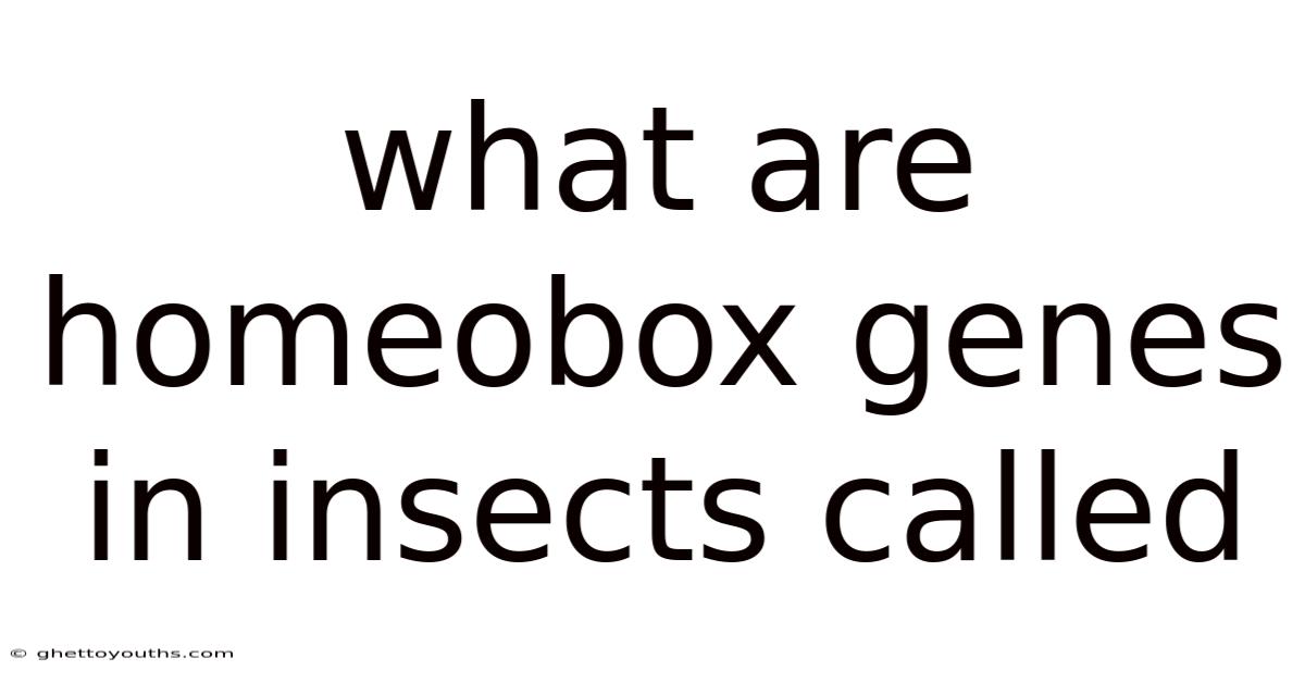 What Are Homeobox Genes In Insects Called