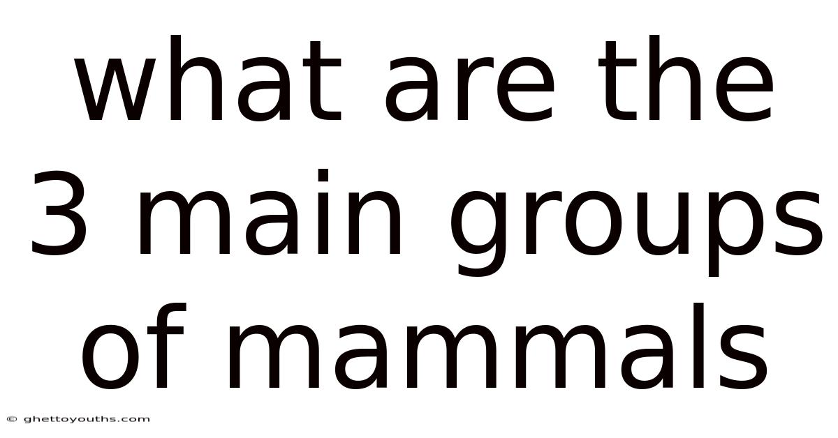 What Are The 3 Main Groups Of Mammals