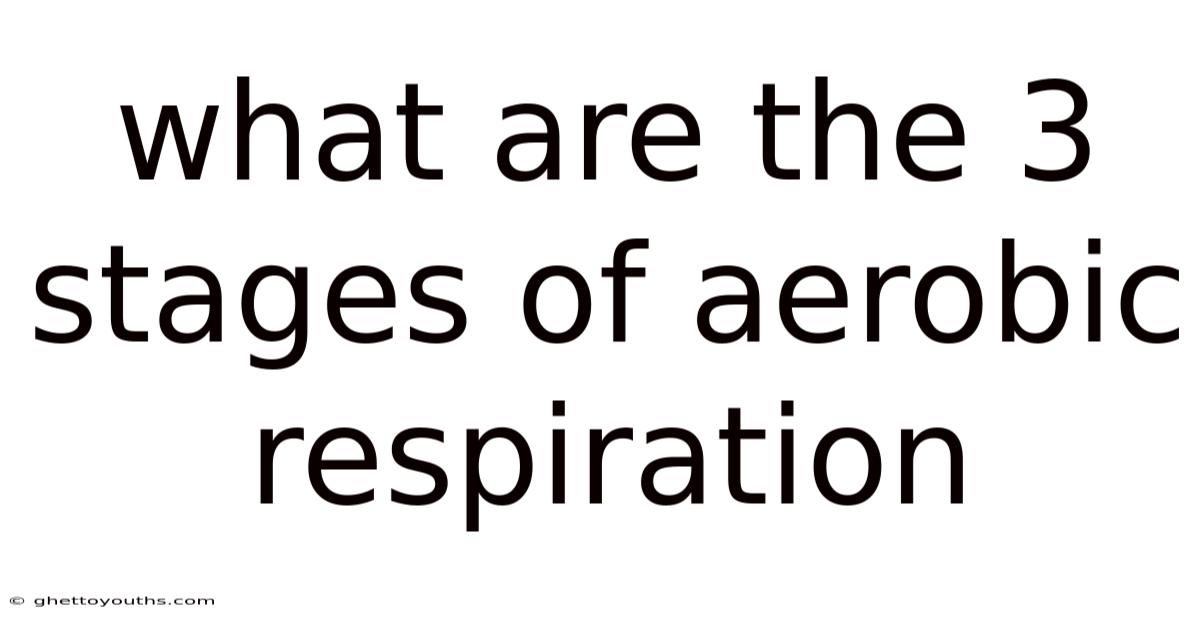 What Are The 3 Stages Of Aerobic Respiration