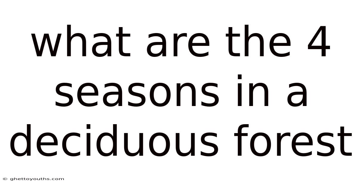 What Are The 4 Seasons In A Deciduous Forest