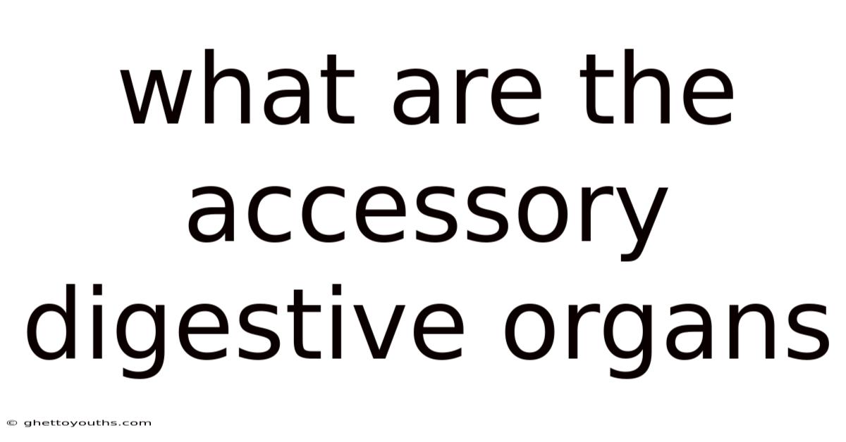 What Are The Accessory Digestive Organs