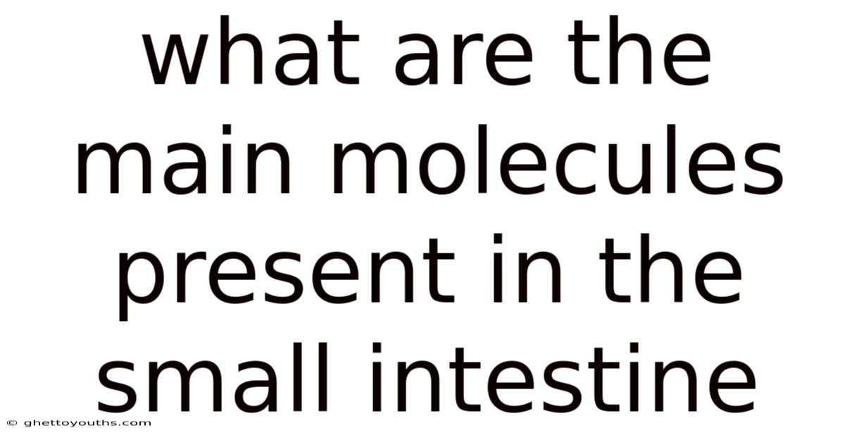 What Are The Main Molecules Present In The Small Intestine