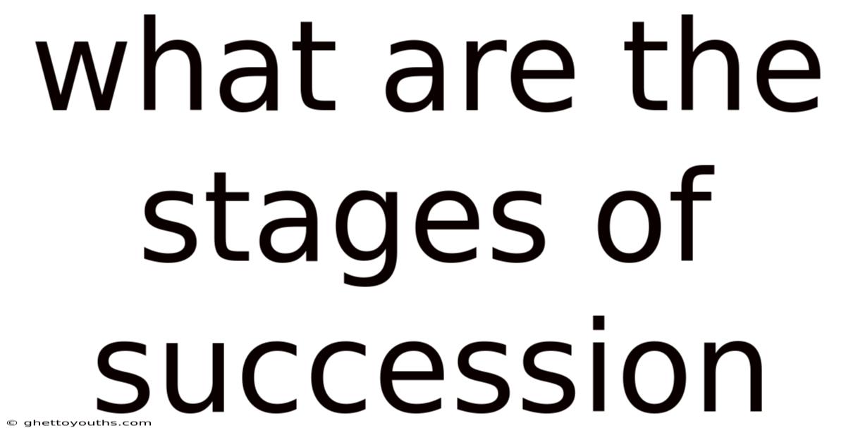 What Are The Stages Of Succession