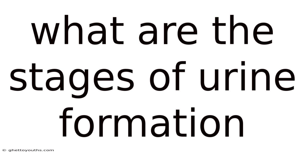 What Are The Stages Of Urine Formation