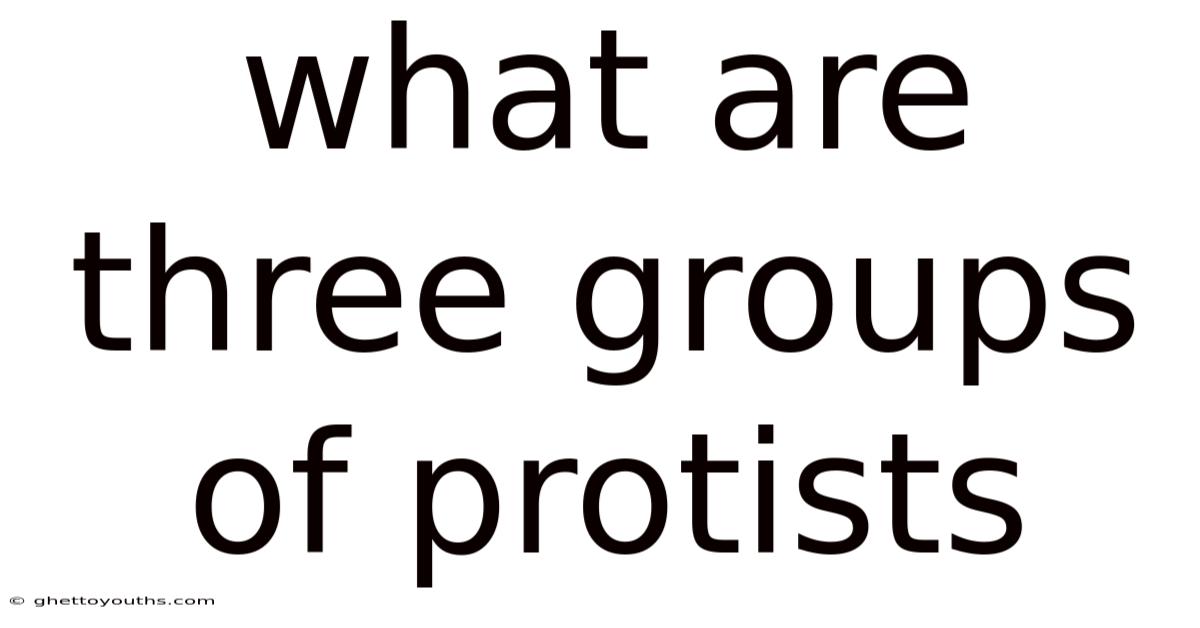 What Are Three Groups Of Protists