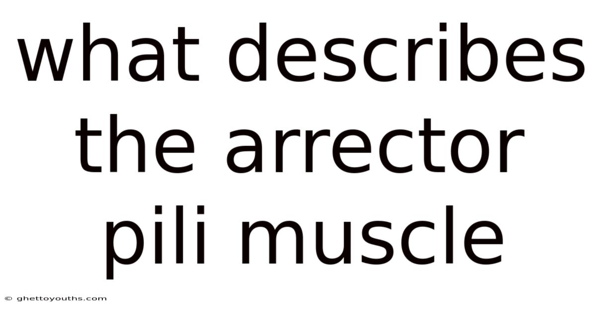 What Describes The Arrector Pili Muscle