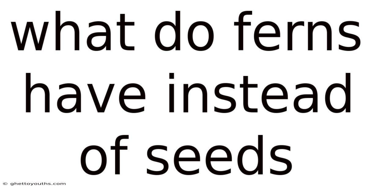 What Do Ferns Have Instead Of Seeds