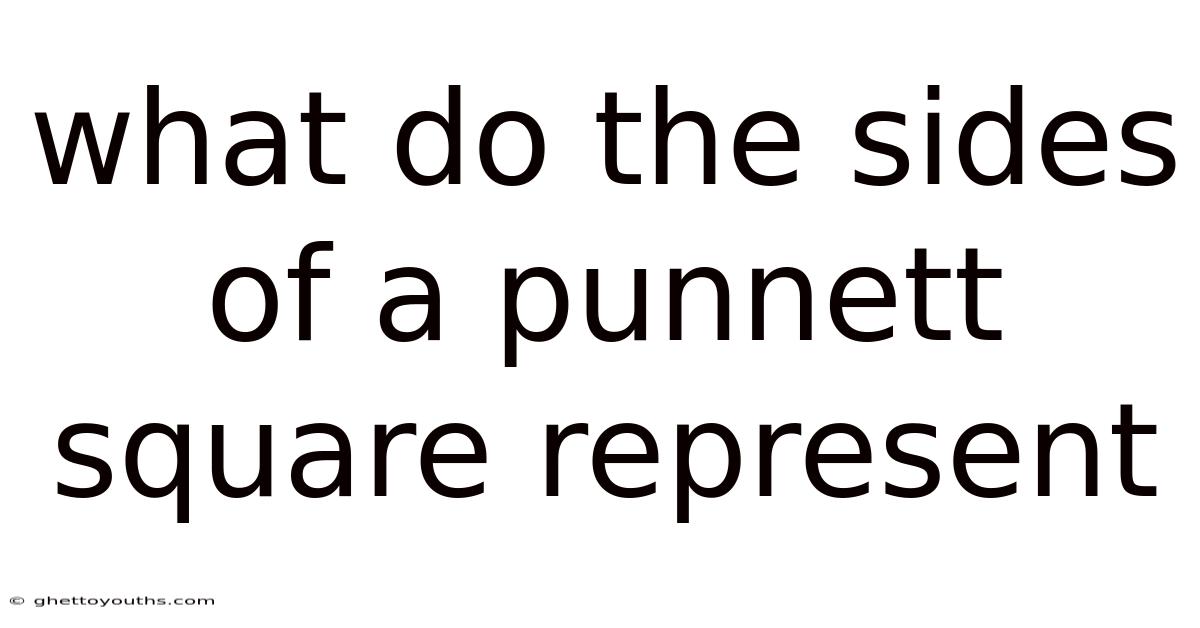 What Do The Sides Of A Punnett Square Represent