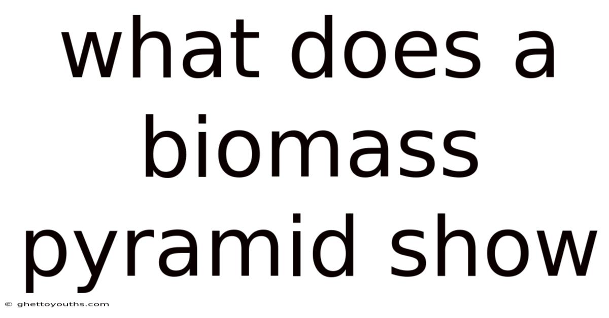 What Does A Biomass Pyramid Show