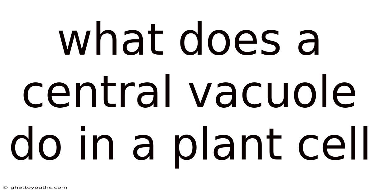 What Does A Central Vacuole Do In A Plant Cell