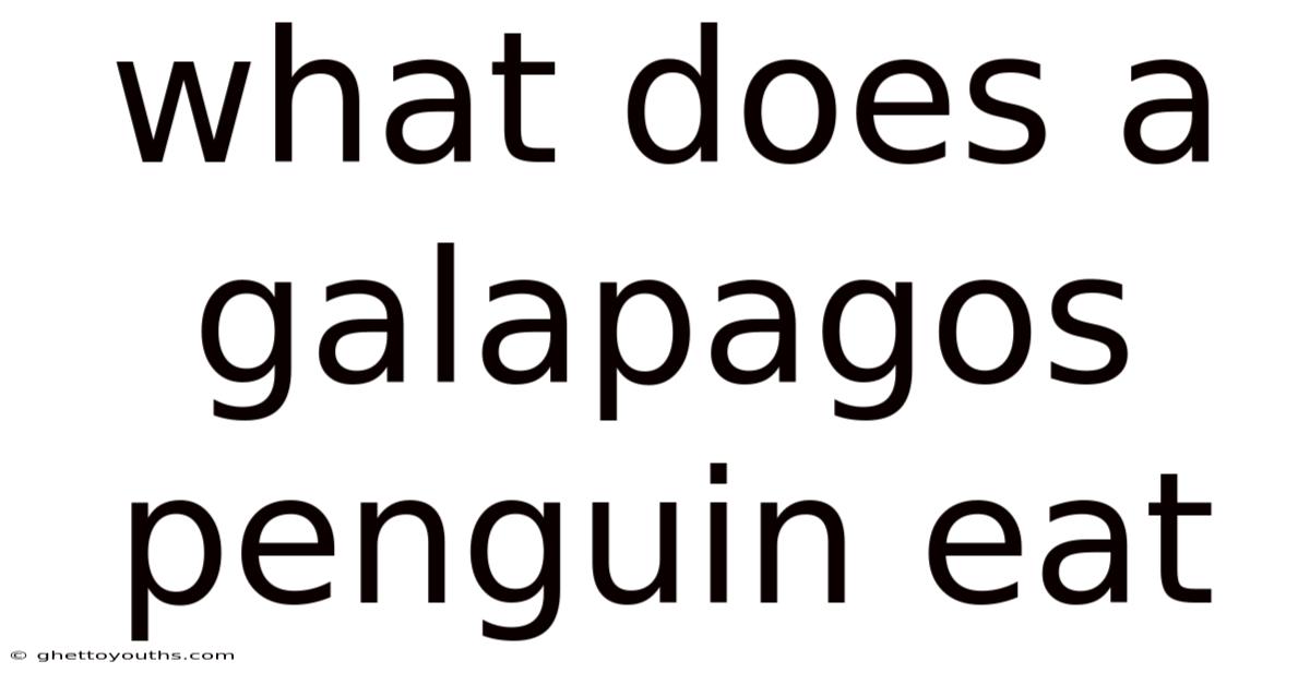 What Does A Galapagos Penguin Eat