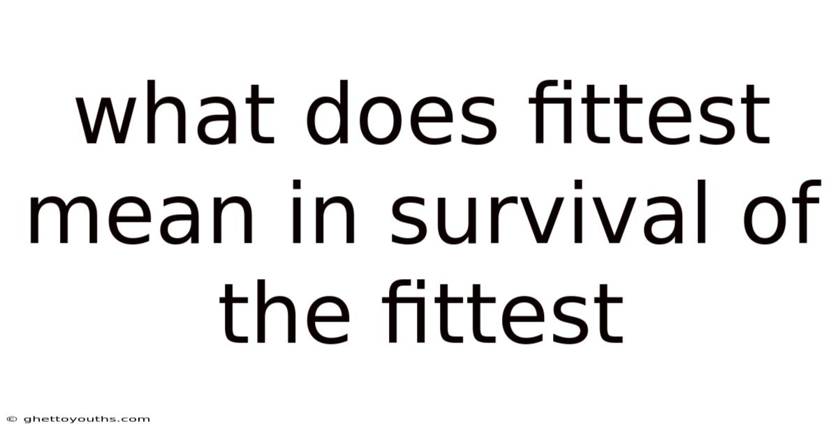 What Does Fittest Mean In Survival Of The Fittest