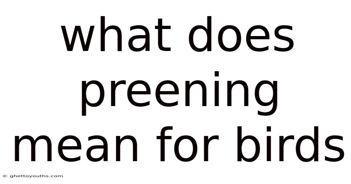 What Does Preening Mean For Birds