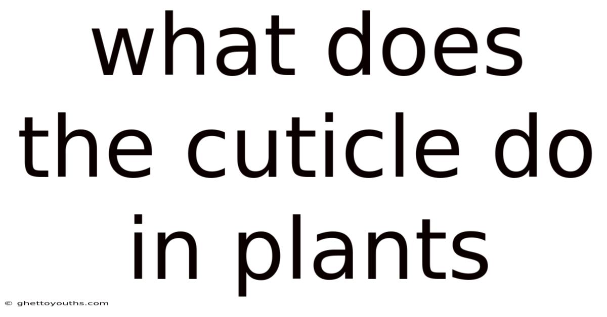 What Does The Cuticle Do In Plants