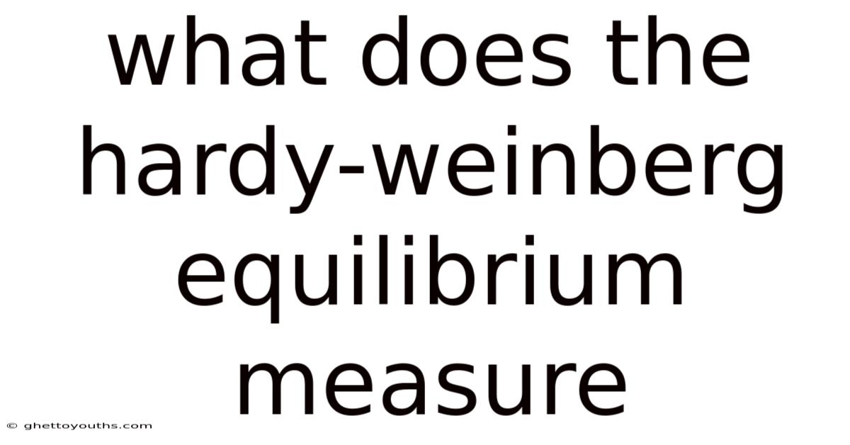 What Does The Hardy-weinberg Equilibrium Measure