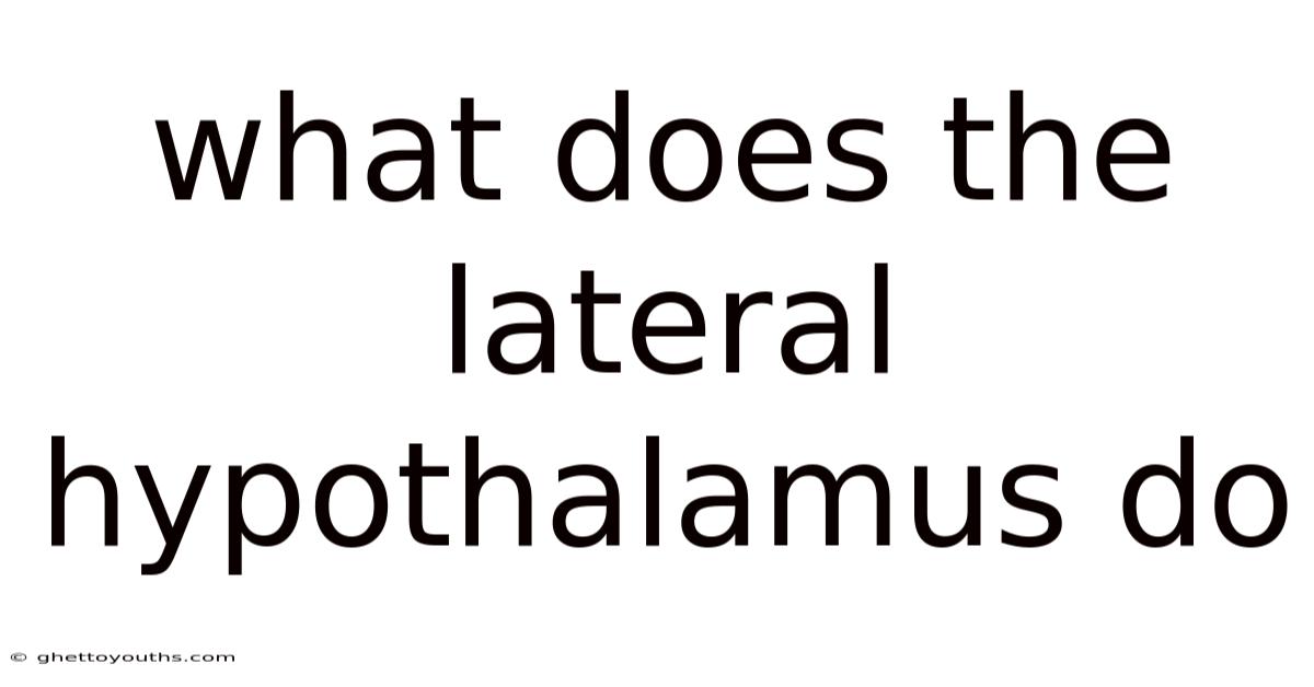 What Does The Lateral Hypothalamus Do