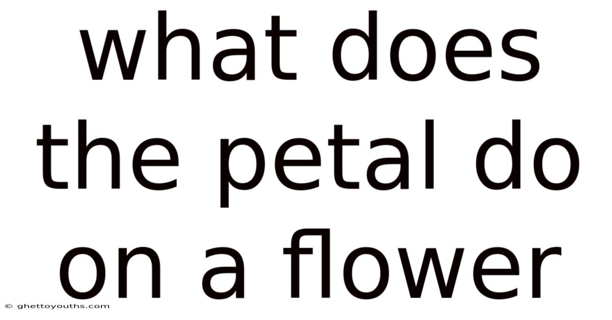What Does The Petal Do On A Flower