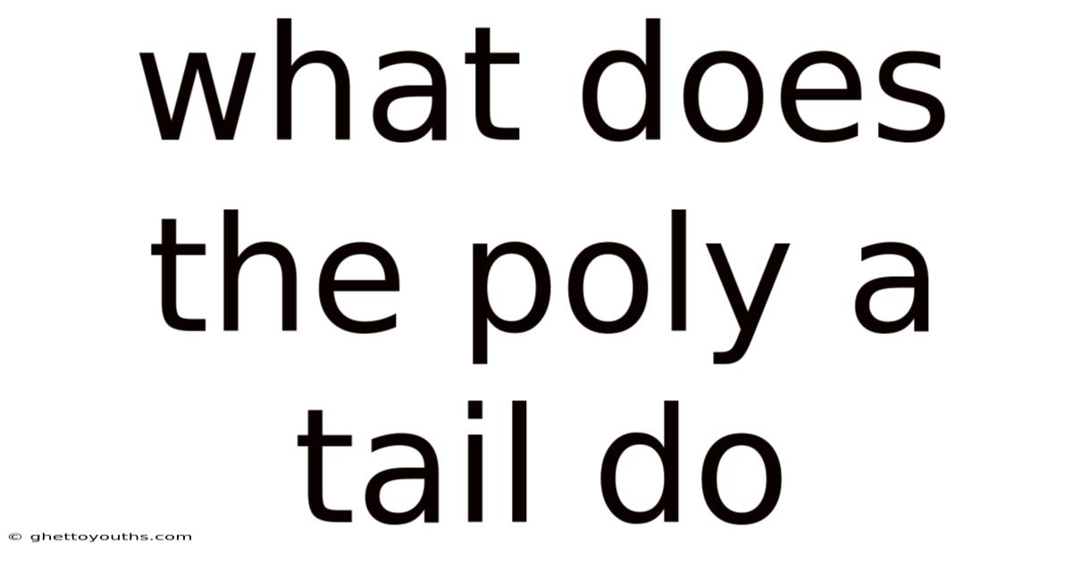 What Does The Poly A Tail Do