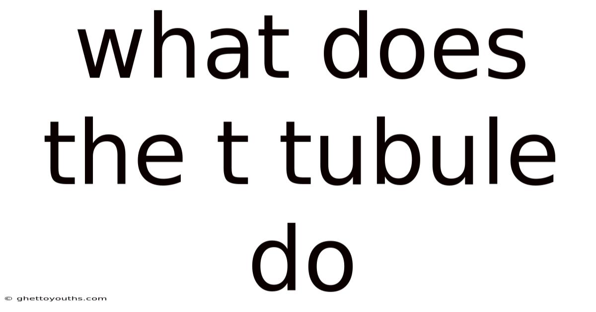 What Does The T Tubule Do