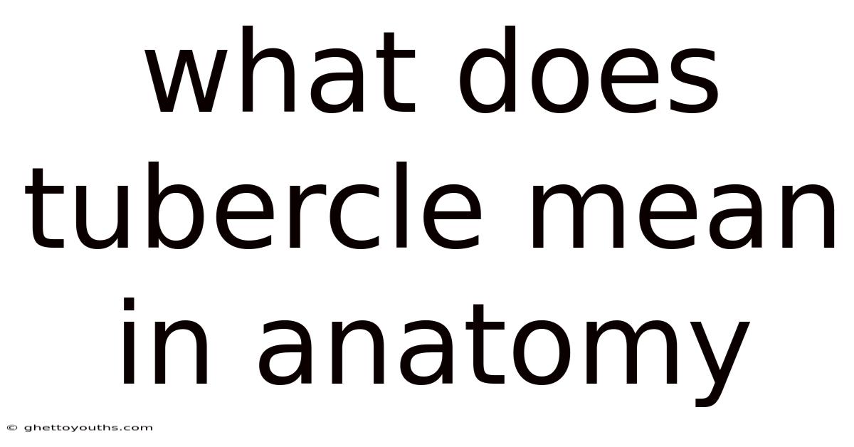 What Does Tubercle Mean In Anatomy