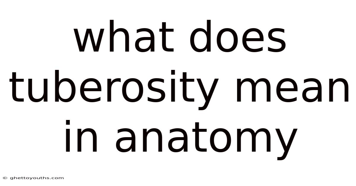 What Does Tuberosity Mean In Anatomy