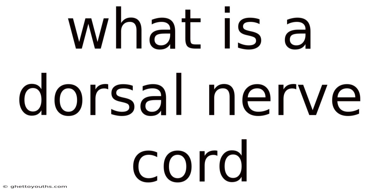What Is A Dorsal Nerve Cord
