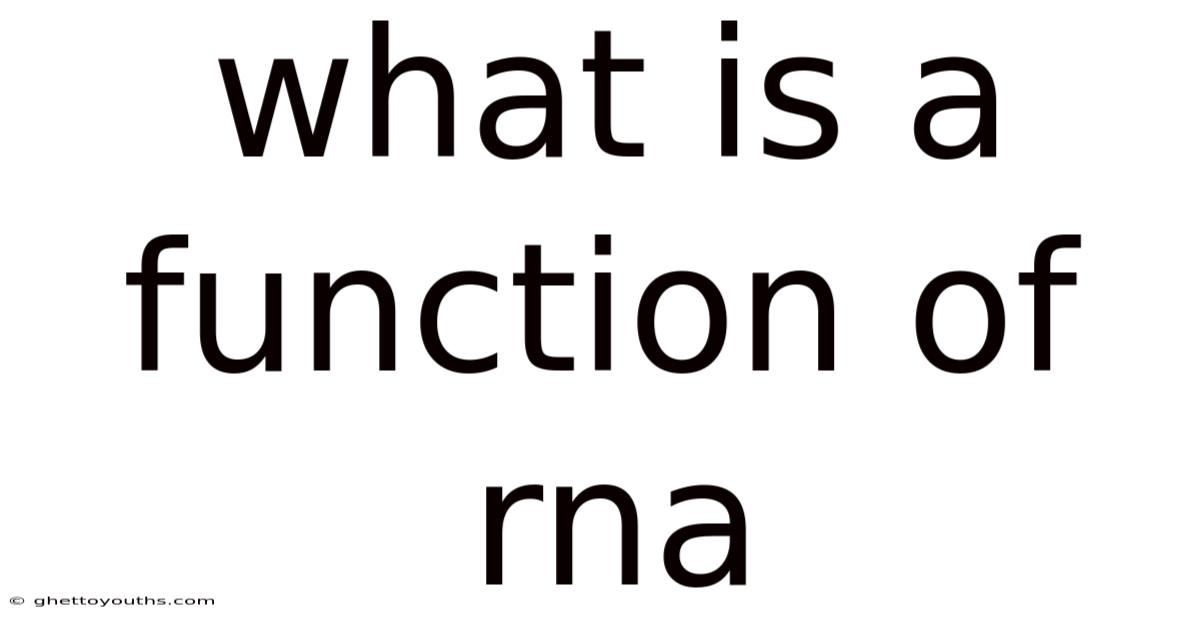 What Is A Function Of Rna
